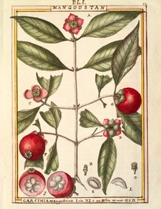 Mangoustan (Garcinia mangostana), aquarelle de Delahaye - Delahaye Delahaye