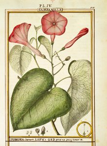 Liseron rose (Ipomoea Carnea), aquarelle par Delahaye - Delahaye Delahaye