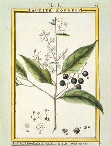 Laurier rouge (Laurus borbonia ou Persea carolinensis), aquarelle par Delahaye