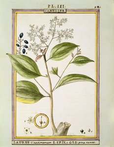 Cannelle vraie (Cinnamomum Verum), aquarelle par Delahaye - Delahaye Delahaye