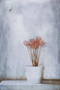  - Delphine Devos