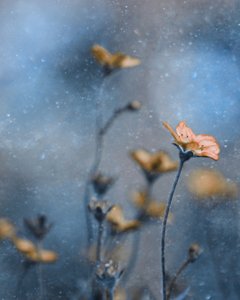  - Delphine Devos