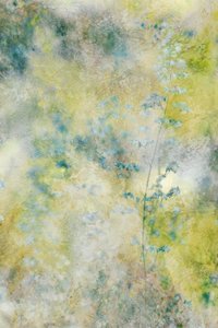 Fleurs de rêve à l