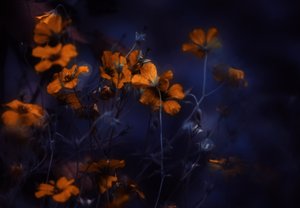  - Delphine Devos