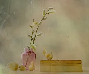 Le saule à chatons et la pluie