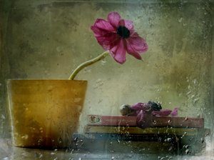 Fleur à la fenêtre pluvieuse - Delphine Devos