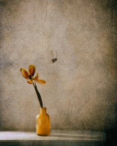 - Delphine Devos