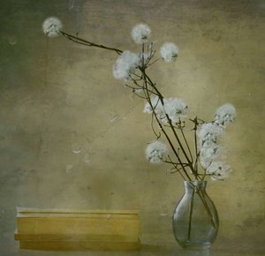 Fleurs douces et sereines