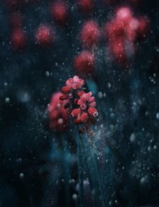  - Delphine Devos