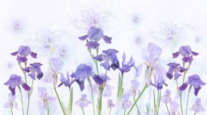 Iris lavande de rêve - Denis O Reilly