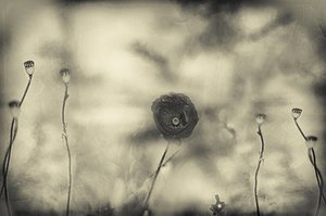  - Desislava Ignatova