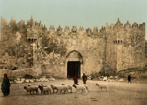 La porte de Damas, Jérusalem, Terre Sainte, vers 1890-1900 - Detroit Photographic Co.