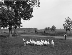 Dindons blancs de Hollande, 1900