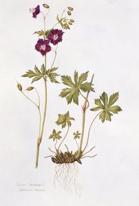 Géranium sombre