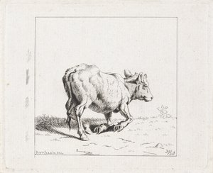 Veau se levant
