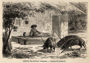 Obstructions des antériorités, ainsi immobilisées, des cochons valaques, en Roumanie. Gravure pour illustrer le voyage de Paris à Bucarest, par Lancelot, dessinateur, en 1860, publié dans « Le tour du monde, nouveau journal des voyages », sous la direction