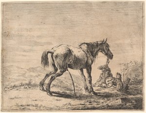 Cheval cabré près d