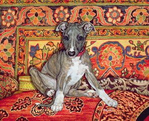 Mon bébé whippet, 1994 - Ditz