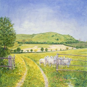Moutons du Wessex - Ditz