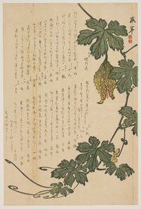 Melon amer, 1825