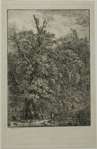 Grand arbre