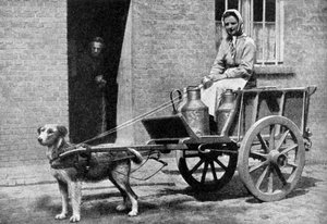 Une laitière belge lors de sa tournée matinale, Belgique, 1922 - Donald McLeish