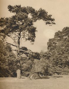 Dans les bois de Hadley, vestige de l