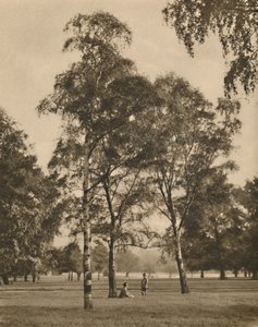 La dentelle des feuilles : Un matin d