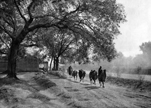 Caravane de chameaux, Pékin - Donald Mennie