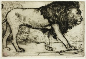 Un lion - Donald Shaw MacLaughlan