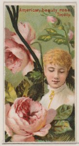 Rose American Beauty: Timidité, de la série Beautés florales et langage des fleurs, 1892 - Donaldson Brothers