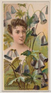 Campanules : Constance, de la série Beautés florales et langage des fleurs N75