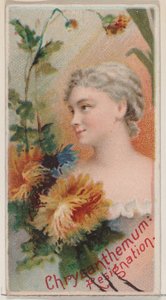 Chrysanthème : Résignation, de la série Beautés florales et langage des fleurs N75