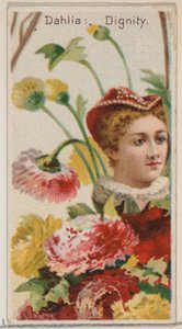 Dahlia : Dignité, de la série Beautés florales et langage des fleurs N75 pour Duke br
