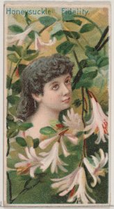 Chèvrefeuille: Fidélité, de la série Beautés florales et langage des fleurs N75, 1892 - Donaldson Brothers