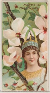 Magnolia: Magnificence, de la série Beautés florales et langage des fleurs N75, 1892