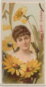 Souci : Mépris, de la série Beautés florales et langage des fleurs N75 pour Duke ..., 1892 - Donaldson Brothers