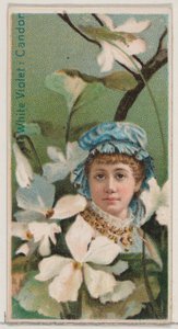 Violette blanche : Candeur, de la série Beautés florales et langage des fleurs N75 pour Du