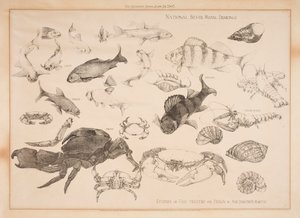 Études de poissons traités pour le design