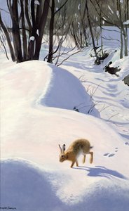 Lièvre dans la neige