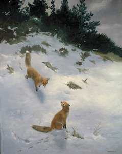 Coup de foudre, renards dans la neige