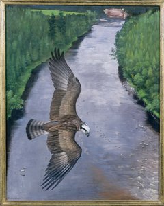 Pêche au balbuzard