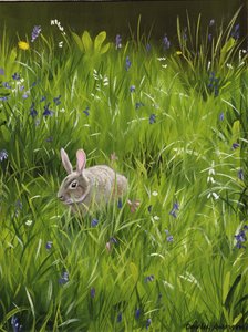 Lapin