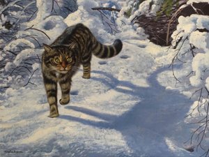 Chat sauvage écossais (huile sur toile)