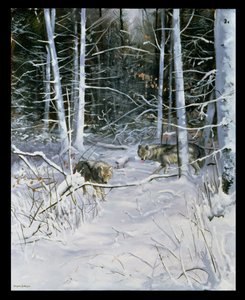 Loups dans une forêt enneigée