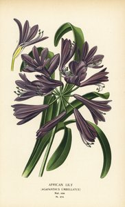 Lys africain, Agapanthus africanus - Désiré Georges Jean Marie Bois