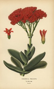 Plante avion, Crassula perfoliata var. falcata - Désiré Georges Jean Marie Bois
