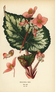 Bégonia rex