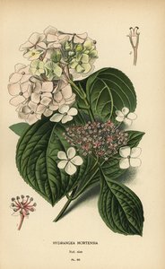 Hortensia à grandes feuilles, Hydrangea macrophylla