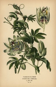 Passiflore bleue, Passiflora caerulea - Désiré Georges Jean Marie Bois